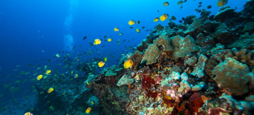 Wreck & Reef Dive