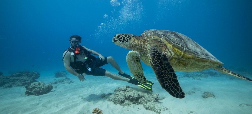 Shallow Reef Scuba Dives - No Experience Necessary!