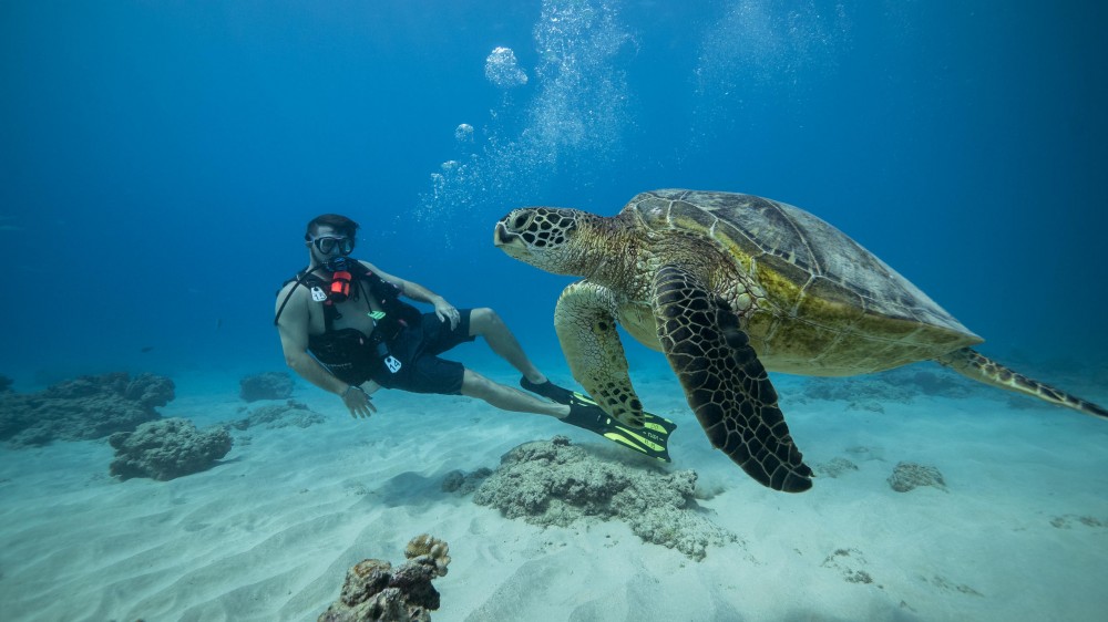 Shallow Reef Scuba Dives - No Experience Necessary!