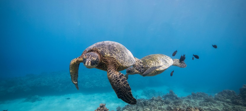 Shallow Reef Scuba Dives - No Experience Necessary!