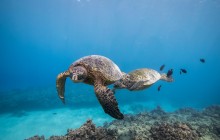 Shallow Reef Scuba Dives - No Experience Necessary!