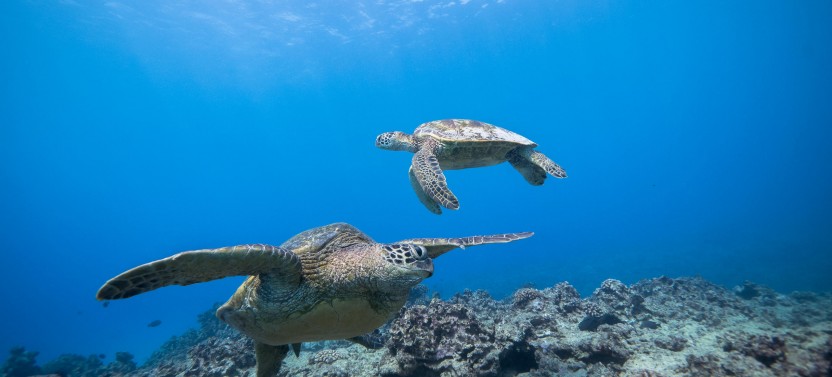 Turtle Canyon Adventure