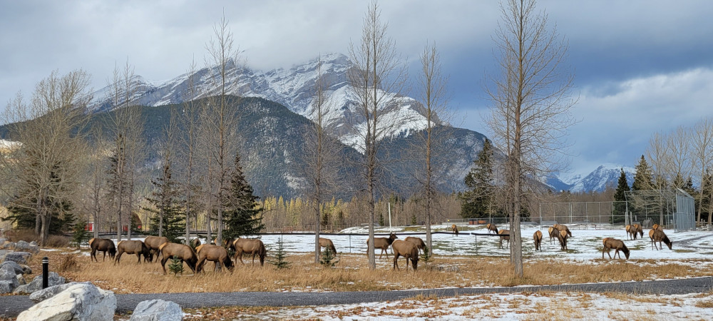 Best of Banff & Johnston Canyon Hike Tour (from Banff Caribou)