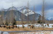 Banff Everyday Tours8