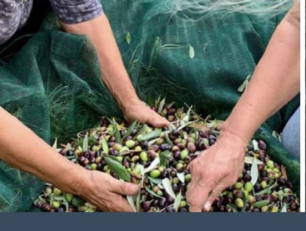 Olive Harvest Experience