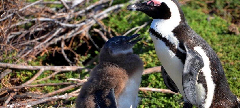 Cape Point Half Day Tour