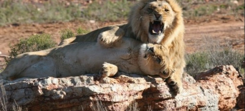 Aquila Safari Full Day Tour from Cape Town