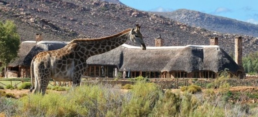 Aquila Safari Full Day Tour from Cape Town
