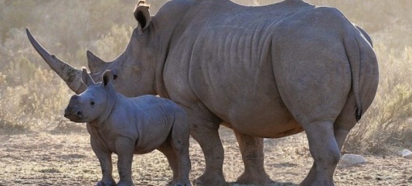 Aquila Safari Full Day Tour from Cape Town