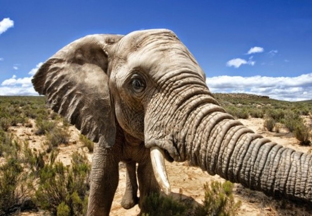 Aquila Safari Full Day Tour from Cape Town Cape Town Project Expedition