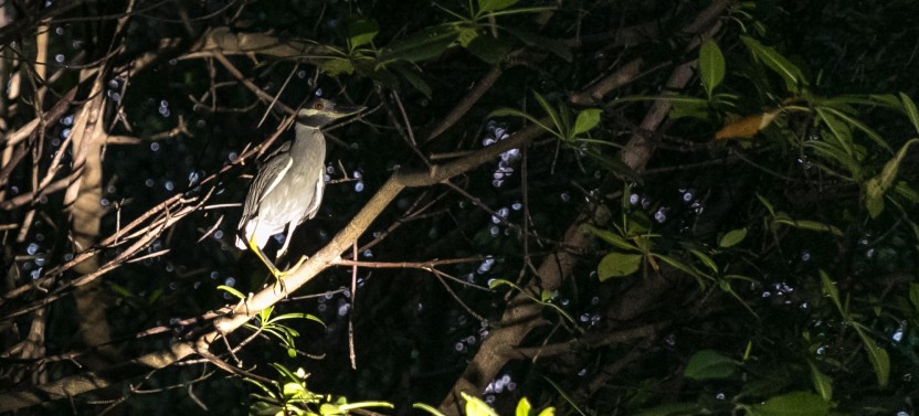 Bioluminescent Bay Night Kayaking Tour | pickup point in San Juan