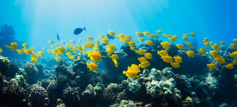 Padi Re-Activate Course