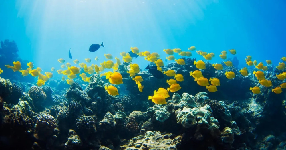 Hilo Ocean Adventures LLC