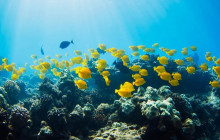 Hilo Ocean Adventures LLC2