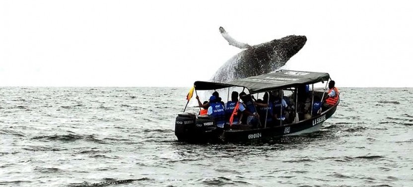 Whale Watching - Live The Colombian Pacific
