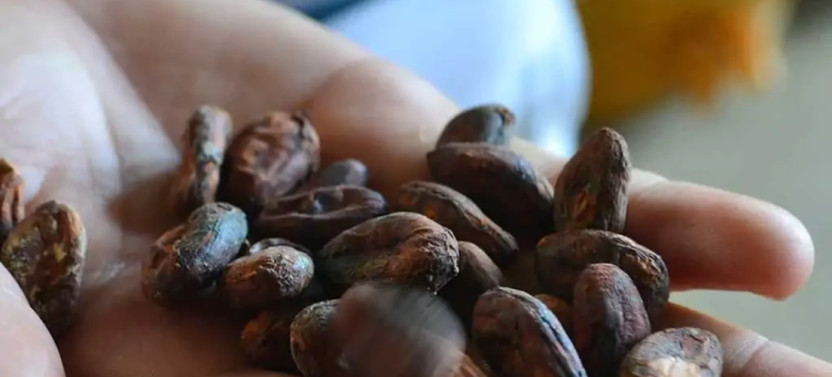 From Cacao to Chocolate: Private Tour In Manta