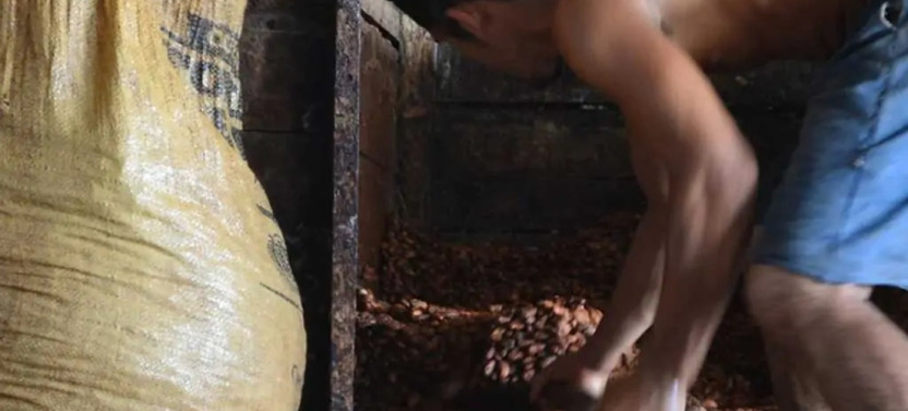 From Cacao to Chocolate: Private Tour In Manta