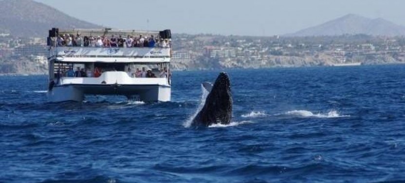 Whale Watching & Breakfast Cruise