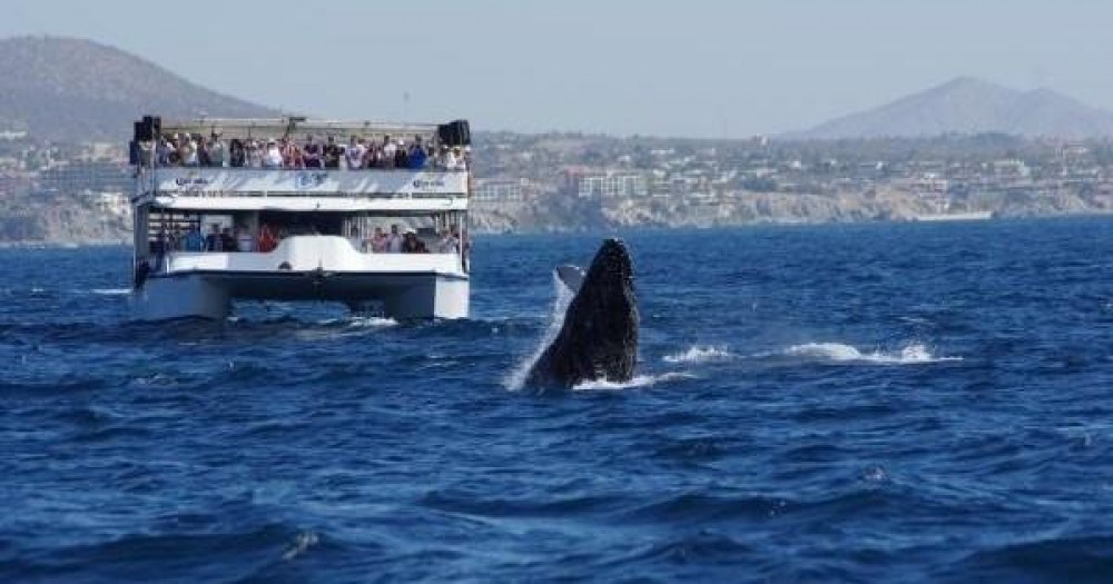 Whale Watching & Breakfast Cruise