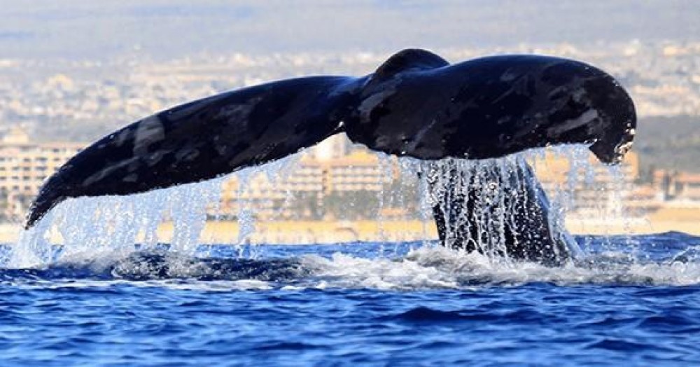 Thar She Blows! - Whale Watching Pirate Cruise Cabo Legend