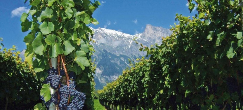 4 Day Mendoza Trip