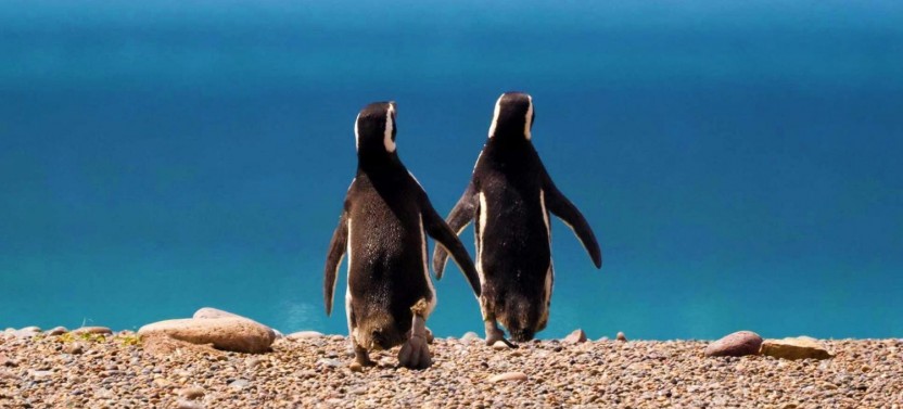 4 Day Puerto Madryn Tour