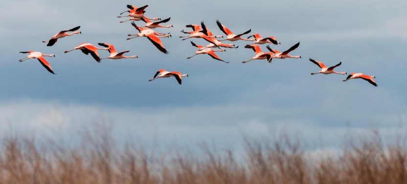 Bull Lagoon And Flamingos Watching from Salta