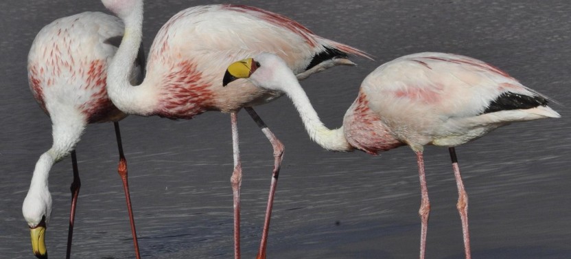 Bull Lagoon And Flamingos Watching from Salta