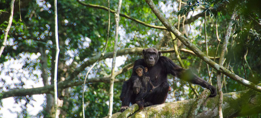 7 days Kilimanjaro Climb – Machame Route