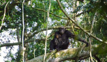 A picture of 7 days Kilimanjaro Climb – Machame Route