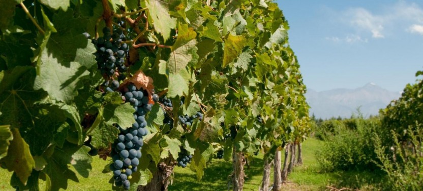 Full Day Wine Tasting including lunch from Mendoza