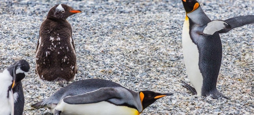 Gable Island And Penguin Watching