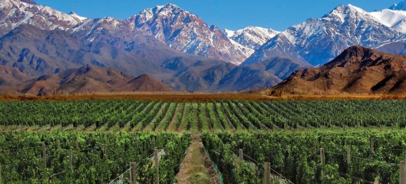 Half Day Wine Tasting in Cellar from Mendoza