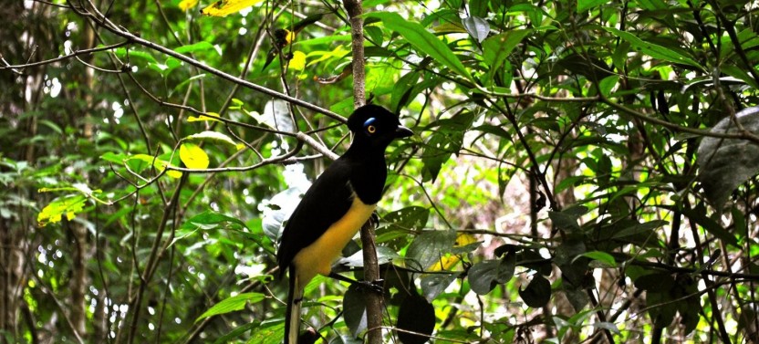 Iguazu Forest Tour including Rappelling, Trekking and Canopy
