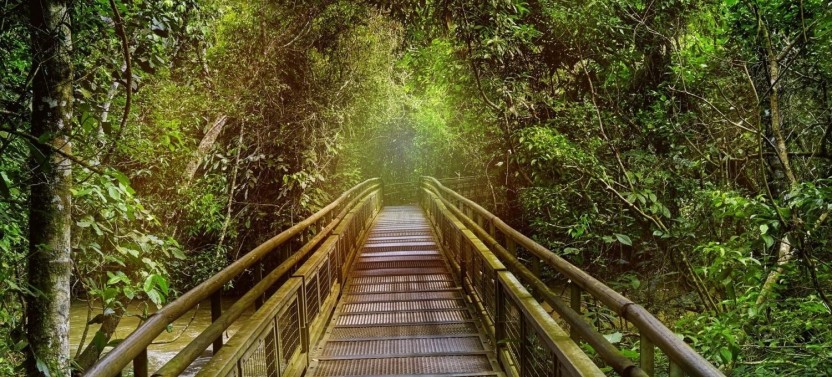 Iguazu Forest Tour including Rappelling, Trekking and Canopy