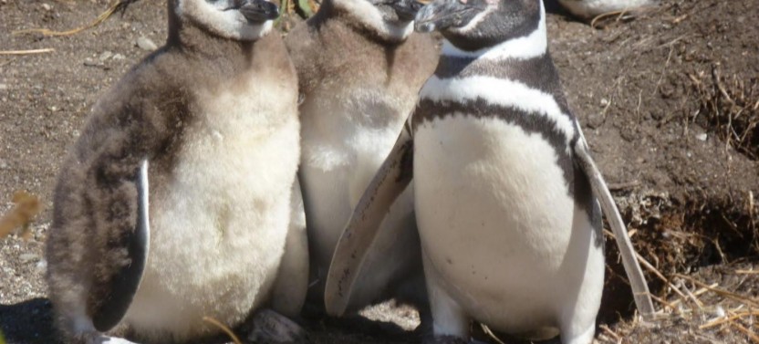 Martillo Island: Boat Tour to Penguin Colony
