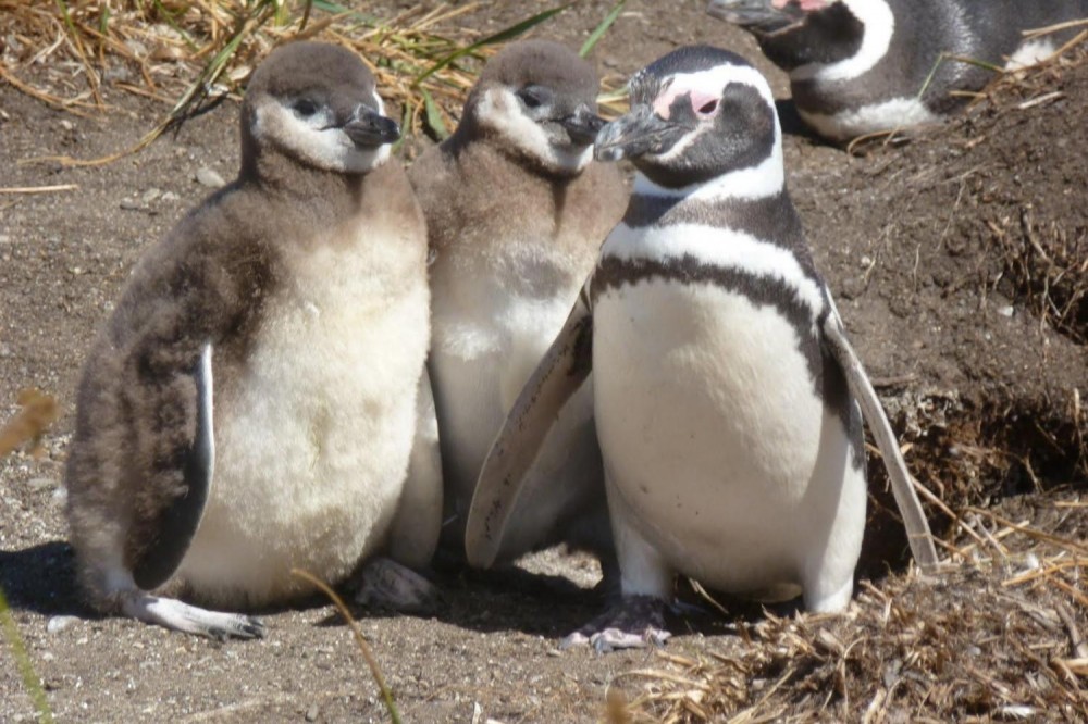 Martillo Island: Boat Tour to Penguin Colony