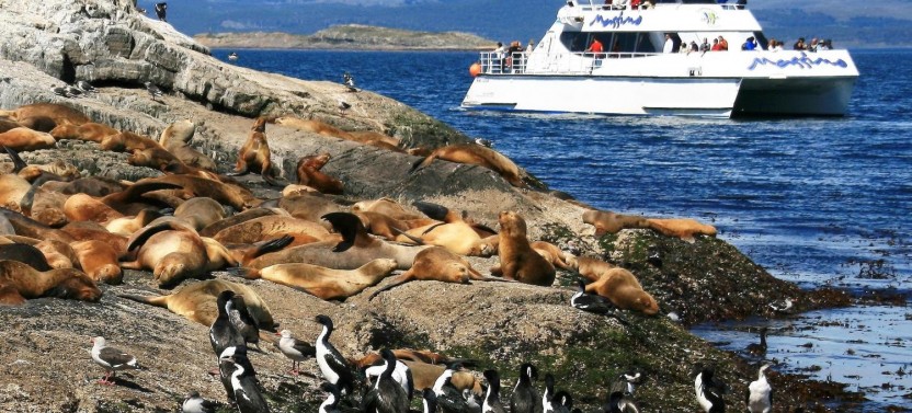 Martillo Island: Boat Tour to Penguin Colony