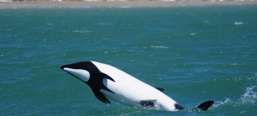 Penguins & Dolphin Watching at Punta Tombo