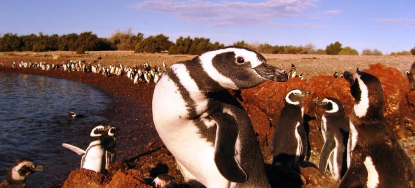 Penguins & Dolphin Watching at Punta Tombo