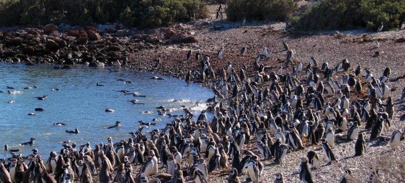 Penguins & Dolphin Watching at Punta Tombo
