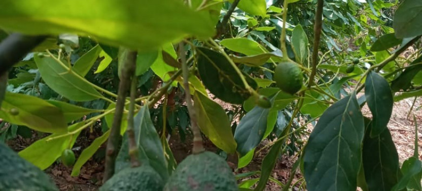 Avocado Plantation and Colonial Antigua Combo Tour