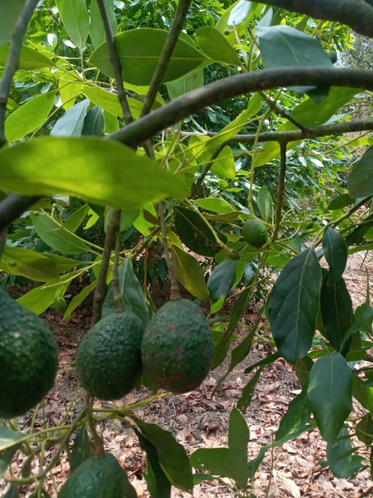 Go With Gus - Puerto Quetzal