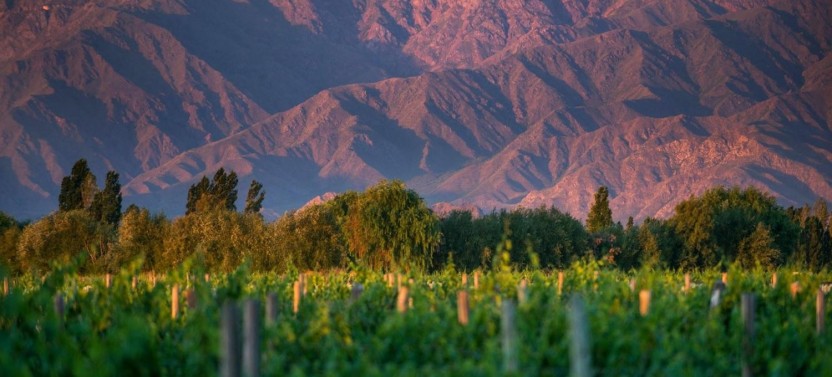 Premium Cafayate Wine Route