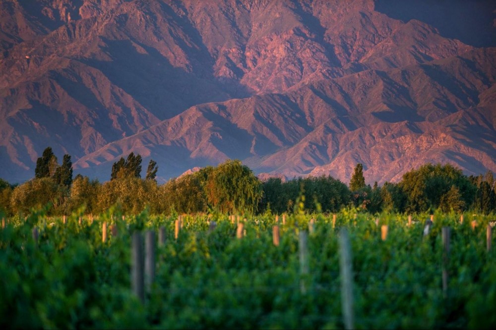 Premium Cafayate Wine Route