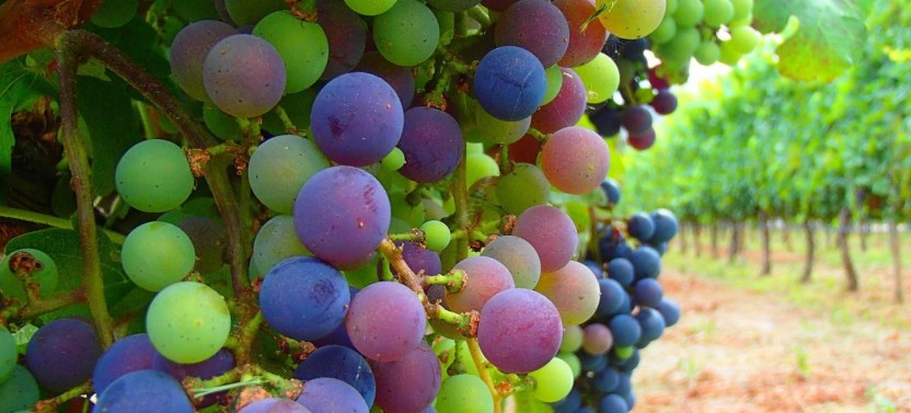Premium Cafayate Wine Route