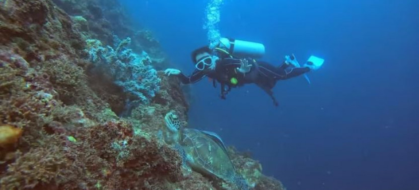 Cebu: Beach Scuba Diving Experience
