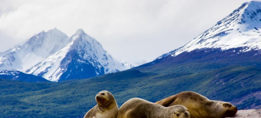 Sea Lions & Birds Island Boat Tour