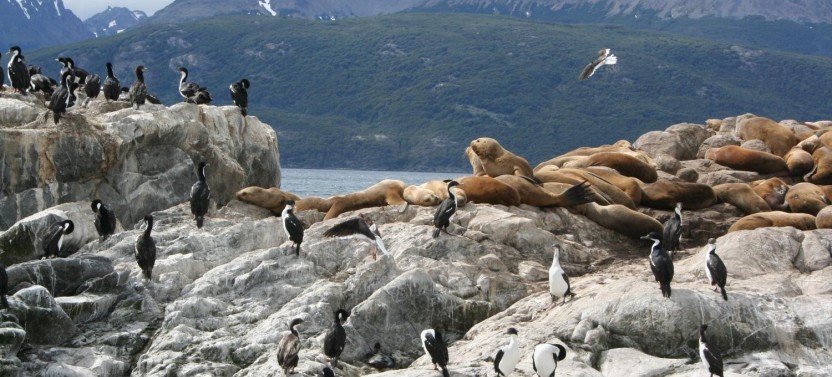 Sea Lions & Birds Island Boat Tour