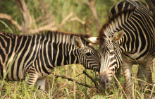 Gambia Tours and Travel Limited1